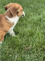 Israel, a male Pembroke Welsh Corgi for sale in Hubbardston, MI – 9 of 9