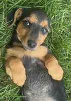 Jasmine, a female Jack Russell Terrier and Dachshund for sale in Hubbardston, MI – 2 of 4
