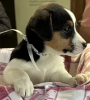 Kelly, a female Jack Russell Terrier and Pembroke Welsh Corgi for sale in Hubbardston, MI – Photo 6 of 6