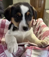 Kelly, a female Jack Russell Terrier and Pembroke Welsh Corgi for sale in Hubbardston, MI – Photo 3 of 6
