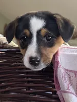 Kelly, a female Jack Russell Terrier and Pembroke Welsh Corgi for sale in Hubbardston, MI – Photo 1 of 6