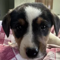Kelly, a female Jack Russell Terrier and Pembroke Welsh Corgi for sale in Hubbardston, MI – Photo 4 of 6