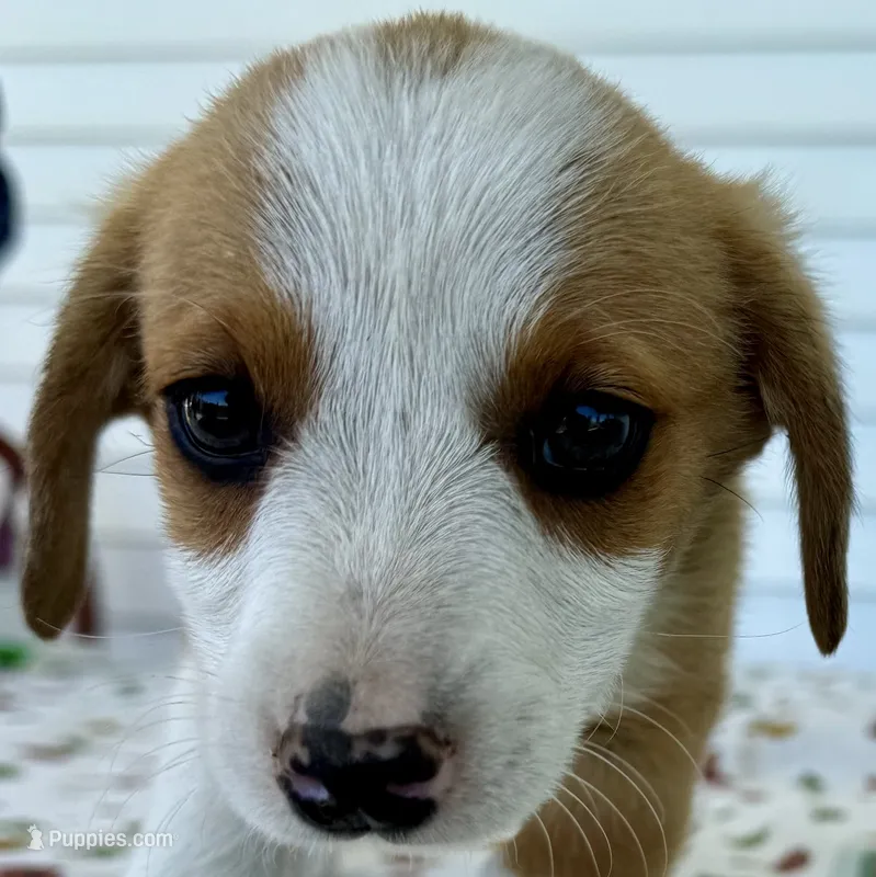 Holly – Pembroke Welsh Corgi, Dachshund puppy for sale in Hubbardston, MI