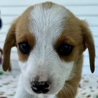 Holly, a female Pembroke Welsh Corgi and Dachshund for sale in Hubbardston, MI – 1 of 6