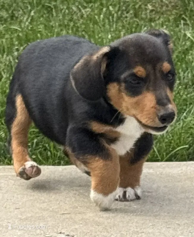 Irving – Pembroke Welsh Corgi puppy for sale in Hubbardston, MI