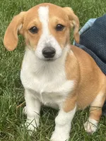 Ivy, a female Pembroke Welsh Corgi for sale in Hubbardston, MI – 8 of 10