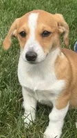 Ivy, a female Pembroke Welsh Corgi for sale in Hubbardston, MI – 9 of 10
