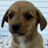 Hobo, a male Pembroke Welsh Corgi and Dachshund for sale in Hubbardston, MI – 4 of 4
