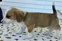 Holly, a female Pembroke Welsh Corgi and Dachshund for sale in Hubbardston, MI – 5 of 6