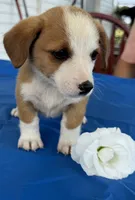 Iris, a female Pembroke Welsh Corgi for sale in Hubbardston, MI – 5 of 6