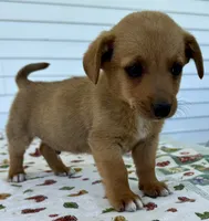 Henrey, a male Pembroke Welsh Corgi and Dachshund for sale in Hubbardston, MI – 5 of 5
