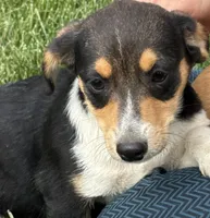 Ingrid, a female Pembroke Welsh Corgi for sale in Hubbardston, MI – 8 of 9