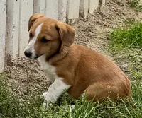 Israel, a male Pembroke Welsh Corgi for sale in Hubbardston, MI – 3 of 9