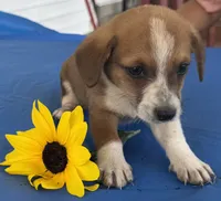 Ingalls, a male Pembroke Welsh Corgi for sale in Hubbardston, MI – 3 of 10