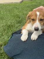 Iris, a female Pembroke Welsh Corgi for sale in Hubbardston, MI – 7 of 8