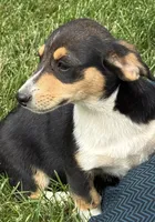Ingrid, a female Pembroke Welsh Corgi for sale in Hubbardston, MI – 9 of 9
