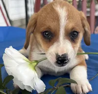 Ivy, a female Pembroke Welsh Corgi for sale in Hubbardston, MI – 8 of 10