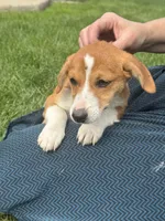 Iris, a female Pembroke Welsh Corgi for sale in Hubbardston, MI – 4 of 8