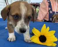 Ingalls, a male Pembroke Welsh Corgi for sale in Hubbardston, MI – 4 of 10