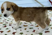 Hester, a male Pembroke Welsh Corgi and Dachshund for sale in Hubbardston, MI – 4 of 6