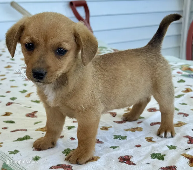 Hobo – Pembroke Welsh Corgi, Dachshund puppy for sale in Hubbardston, MI