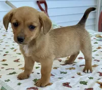 Hobo, a male Pembroke Welsh Corgi and Dachshund for sale in Hubbardston, MI – 1 of 4