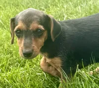 Jasmine, a female Jack Russell Terrier and Dachshund for sale in Hubbardston, MI – 1 of 4