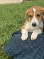 Iris, a female Pembroke Welsh Corgi for sale in Hubbardston, MI – 8 of 8