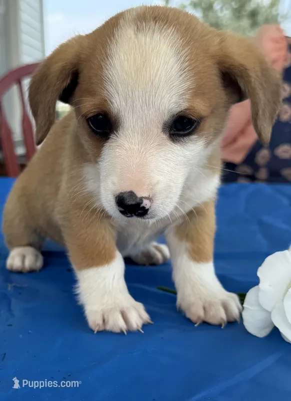 Iris – Pembroke Welsh Corgi puppy for sale in Hubbardston, MI
