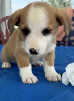 Iris, a female Pembroke Welsh Corgi for sale in Hubbardston, MI – 1 of 6