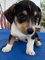 Ingrid, a female Pembroke Welsh Corgi for sale in Hubbardston, MI – 8 of 10