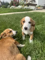 Ingalls, a male Pembroke Welsh Corgi for sale in Hubbardston, MI – 10 of 10