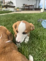 Ingalls, a male Pembroke Welsh Corgi for sale in Hubbardston, MI – 6 of 10