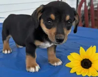 Ian, a male Pembroke Welsh Corgi for sale in Hubbardston, MI – 10 of 10