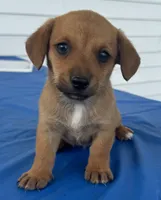 Isabelle, a female Pembroke Welsh Corgi for sale in Hubbardston, MI – 5 of 8