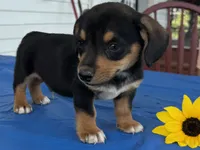 Ian, a male Pembroke Welsh Corgi for sale in Hubbardston, MI – 9 of 10
