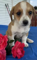 Ivy, a female Pembroke Welsh Corgi for sale in Hubbardston, MI – 5 of 10