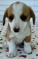 Holly, a female Pembroke Welsh Corgi and Dachshund for sale in Hubbardston, MI – 2 of 6