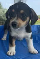Ingrid, a female Pembroke Welsh Corgi for sale in Hubbardston, MI – 5 of 10
