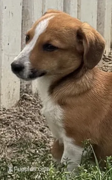 Israel – Pembroke Welsh Corgi puppy for sale in Hubbardston, MI