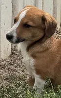 Israel, a male Pembroke Welsh Corgi for sale in Hubbardston, MI – 1 of 9