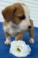 Iris, a female Pembroke Welsh Corgi for sale in Hubbardston, MI – 2 of 6