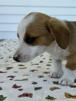 Holly, a female Pembroke Welsh Corgi and Dachshund for sale in Hubbardston, MI – 3 of 6
