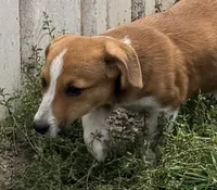 Israel, a male Pembroke Welsh Corgi for sale in Hubbardston, MI – 7 of 9