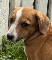 Israel, a male Pembroke Welsh Corgi for sale in Hubbardston, MI – 2 of 9