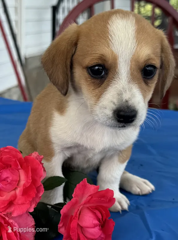 Ivy – Pembroke Welsh Corgi puppy for sale in Hubbardston, MI
