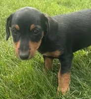 Josephine, a female Jack Russell Terrier and Dachshund for sale in Hubbardston, MI – 2 of 6