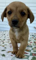 Hobo, a male Pembroke Welsh Corgi and Dachshund for sale in Hubbardston, MI – 2 of 4