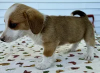 Holly, a female Pembroke Welsh Corgi and Dachshund for sale in Hubbardston, MI – 6 of 6