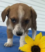Ingalls, a male Pembroke Welsh Corgi for sale in Hubbardston, MI – 9 of 10